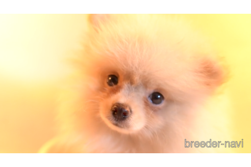 成約済の東京都のポメラニアン-154172の1枚目